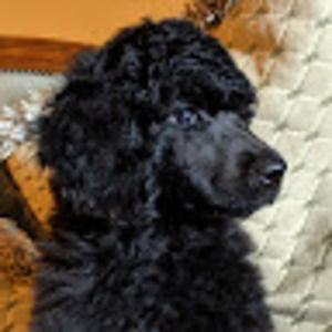 Meet your Posher, Kia